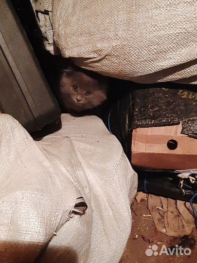 Воспитанные Котята Мышеловы :)