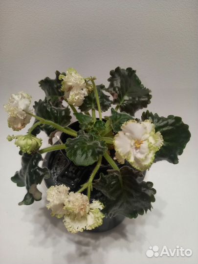 Цветущие фиалки