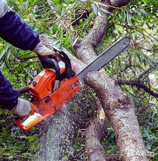 Спил деревьев