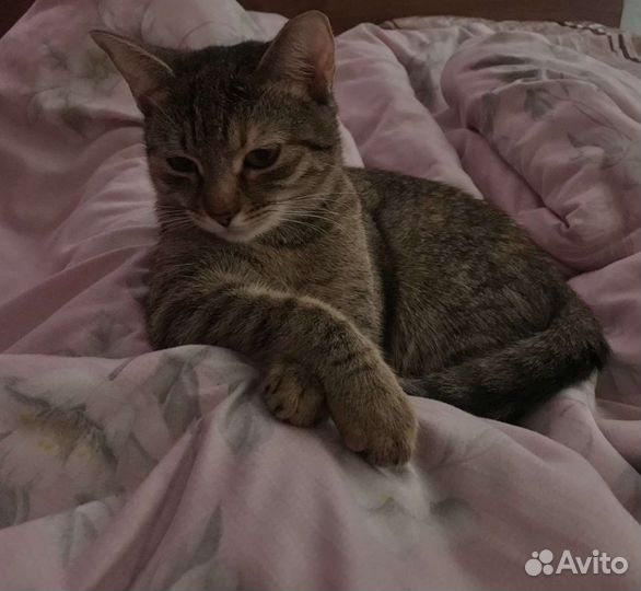 Кошка