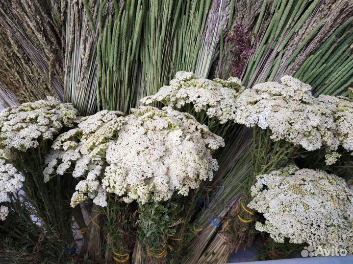 Тысячелистник степной