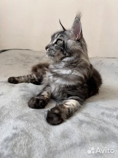 Котята мейн-кун девочка