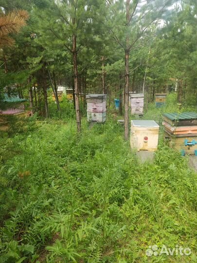 Мед от честного пасечника