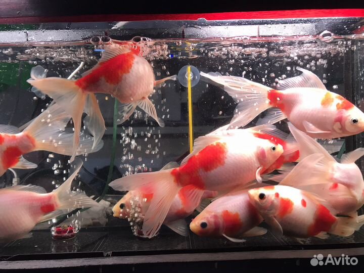 Камета вакин