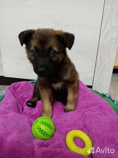 Щенок в добрые руки