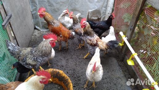 Молодые петушки