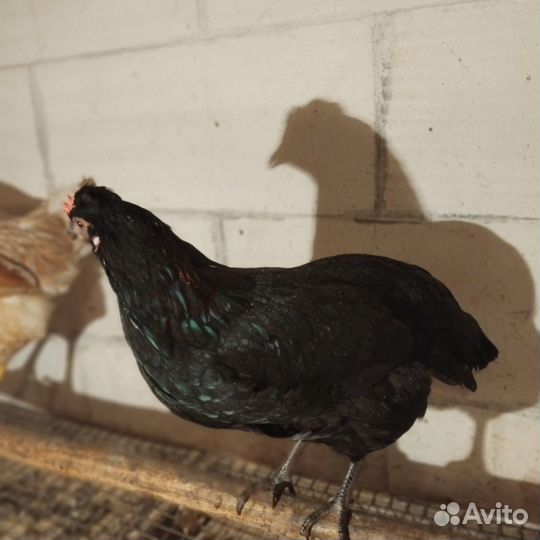Петух на племя