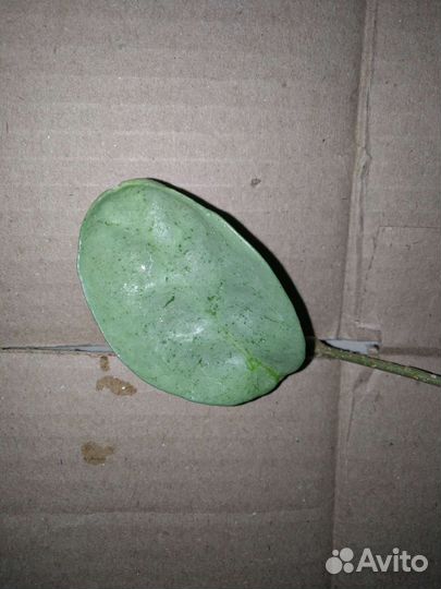 Хойи разные