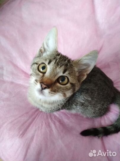 Ласковые котята в дар