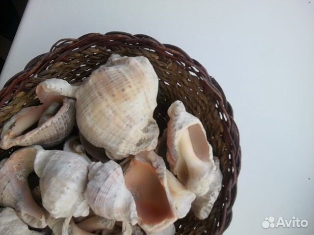 Ракушка,камни