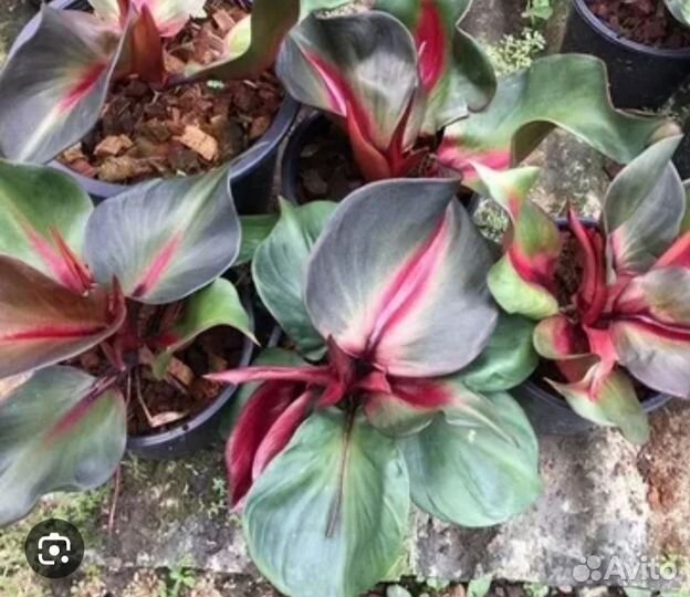 Филодендрон Ред Харт