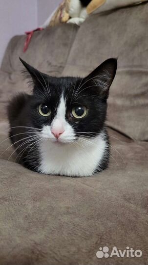 Крис,стерилизована