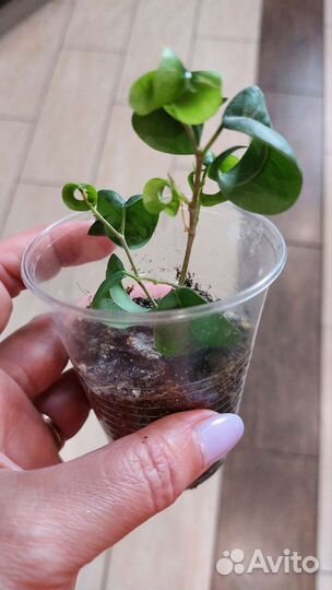 Фикус Барок