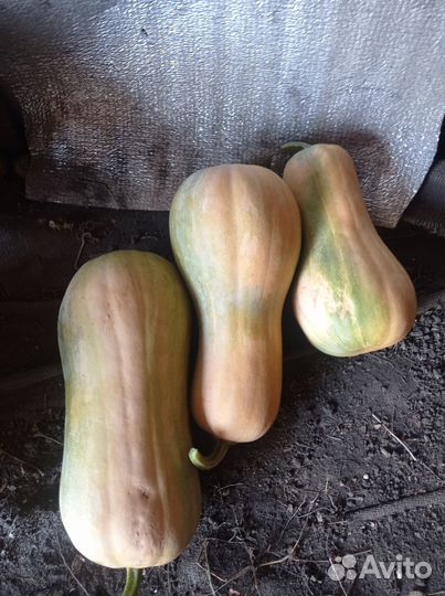 Тыква мускатная сладкая (гитара)витаминная