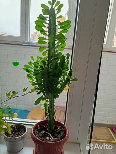 Молочай 60 см