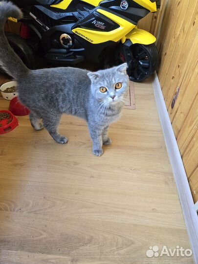 Котята в добрые руки приучены к лотку