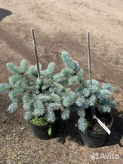 Хвойные растения на штамбе