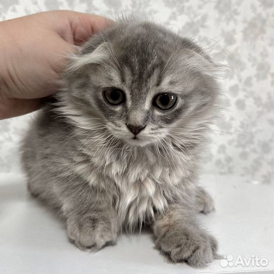 Шотландская кошка