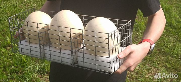 Продукты питания