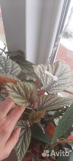 Бегония кейн