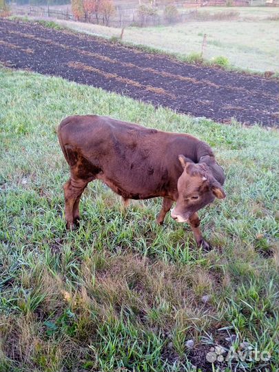 Продается бычок. Цена 1