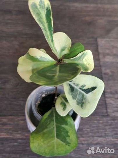 Фикус коконат крем