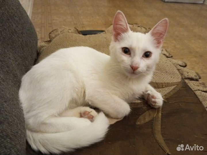 Котенок мальчик