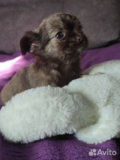 Щенки чихуахуа