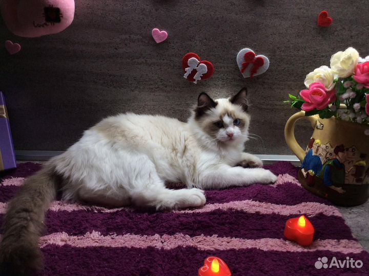 Котята рэгдолла