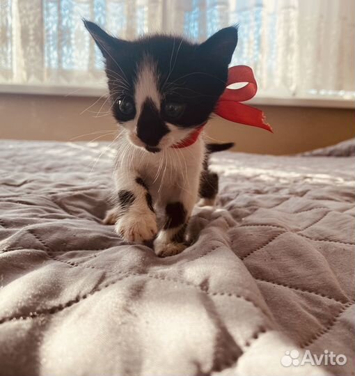 Котенок девочка