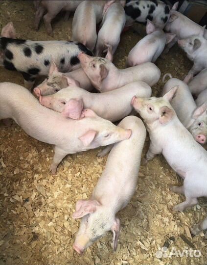 Поросята (свиньи) ландрас и крупная белая