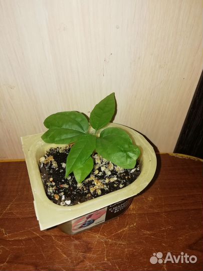 Клеродендрумы