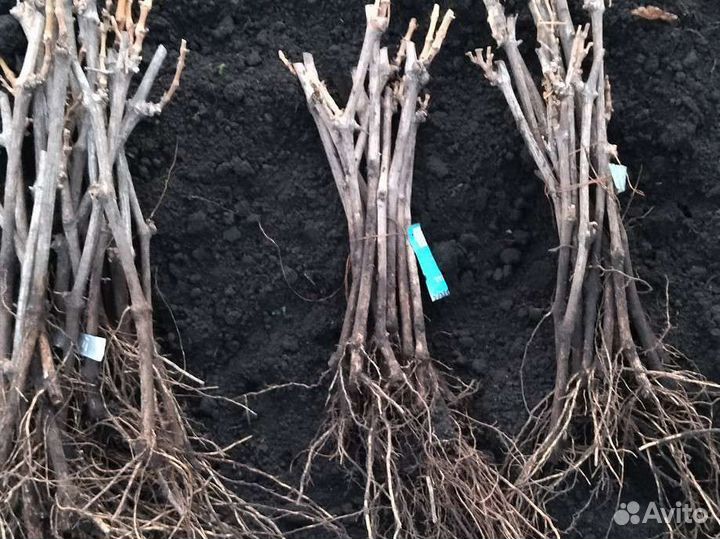 Саженцы винограда