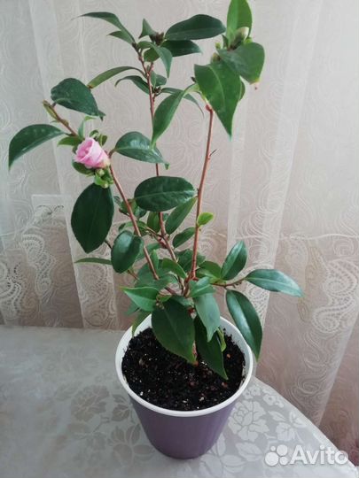Камелия японская