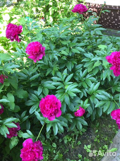 Пионы саженцы