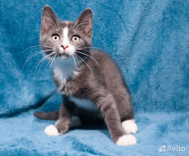 Серый котёнок