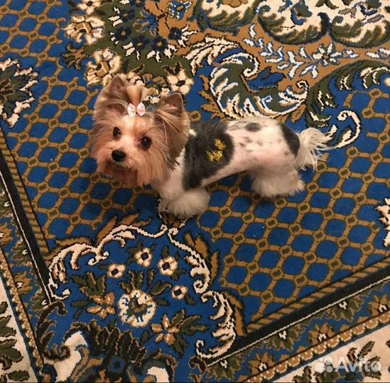 Щенки бивер йорка