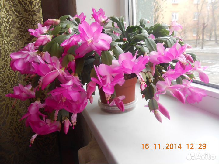 Шлюмбергера декабрист белый, розовый, жёлтый