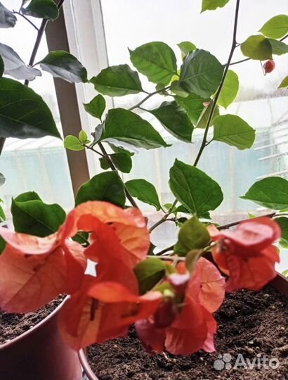 Комнатные растения