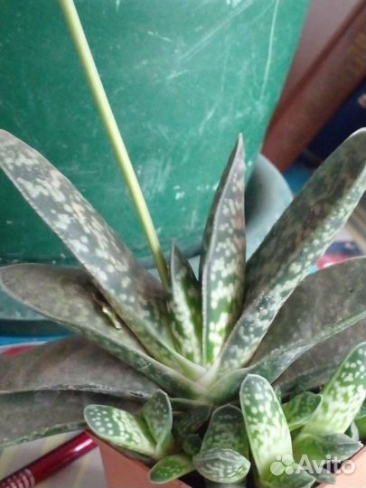 Каланхоэ декоративный вид, обычный каланхоэ