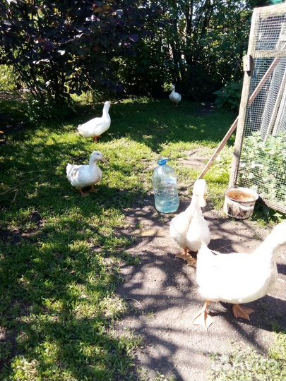 Утки агидель