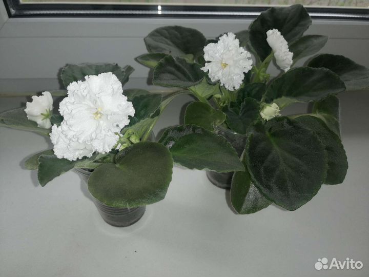 Детки сортовых фиалок