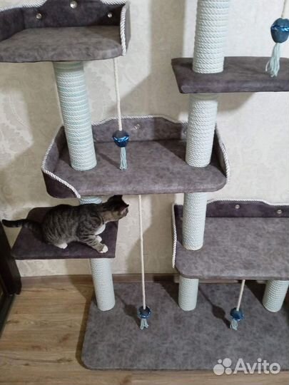 Когтеточка