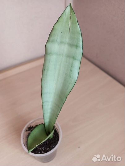 Сансевиерия муншайн