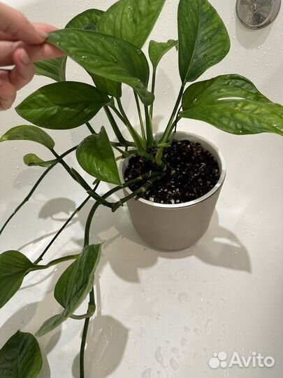 Alocasia Red Secret, monstera pinnatipartita