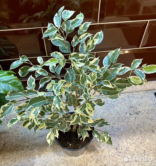 Фикус Бенджамина Голден Кинг