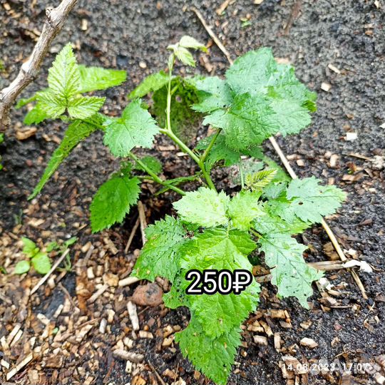 Саженцы бесшипной ежевики