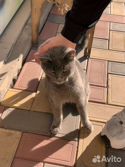 Кот шотландец