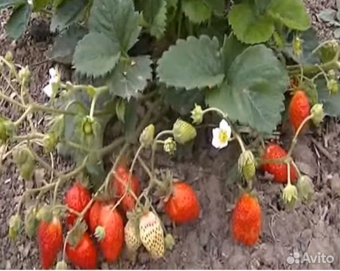 Рассада ремонтантной клубники