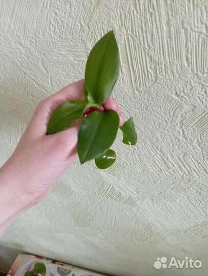 Традесканция